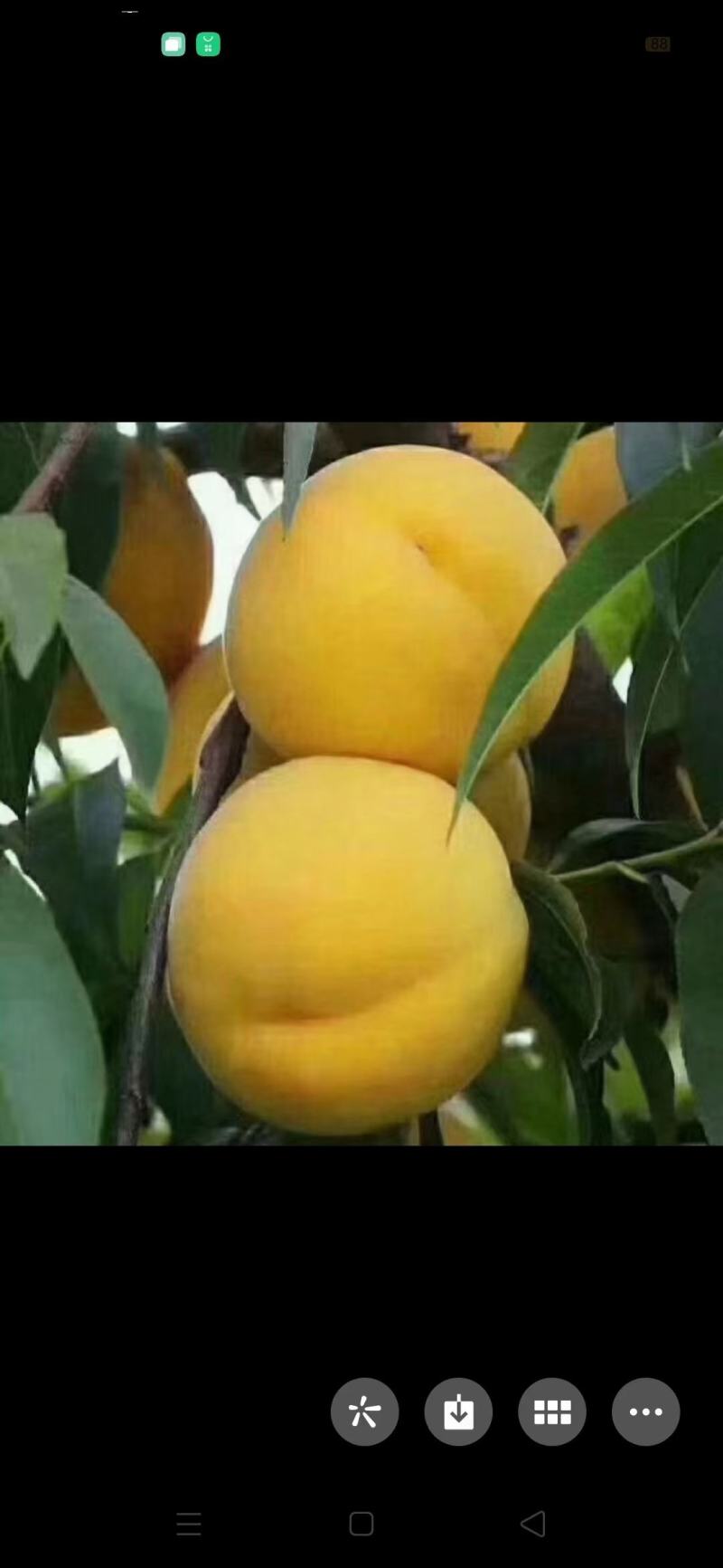 陕西省黄金蜜西尾黄桃