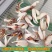 沙蟹钳冷冻鲜活梭子蟹新鲜蟹腿醉蟹钳原料连云港水产速冻蟹钳