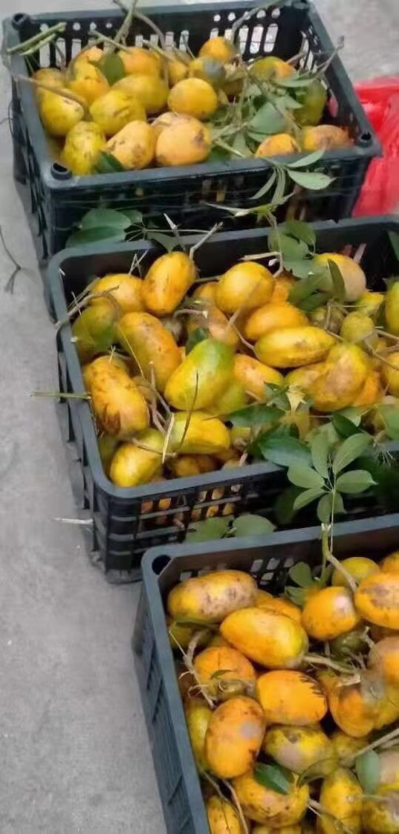 野生水果