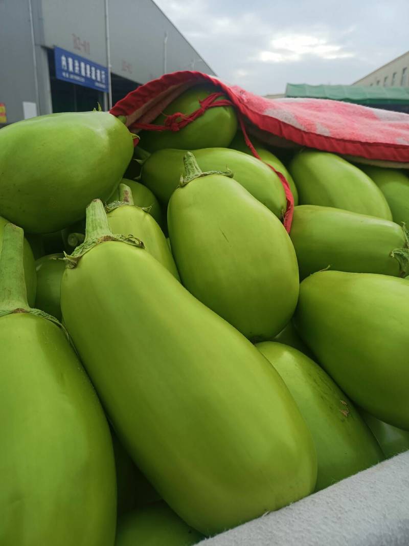 内黄县王保昌果蔬商行青茄子大量上市