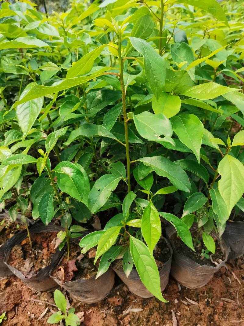 苗圃直供大叶樟杯苗大叶樟造林苗移栽樟树杯苗易成活批发供应