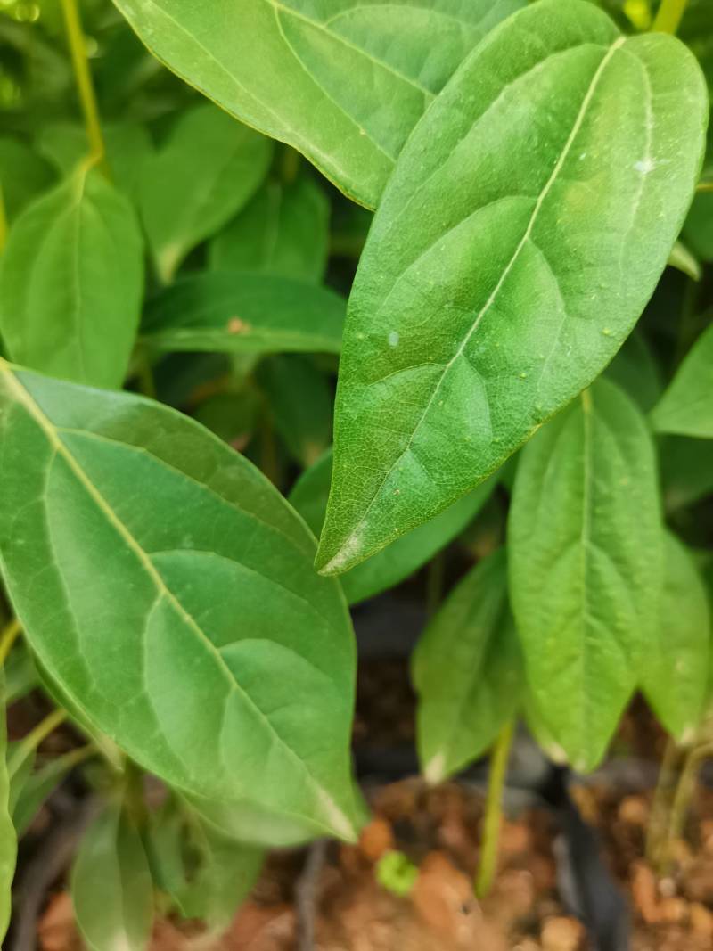 苗圃直供大叶樟杯苗大叶樟造林苗移栽樟树杯苗易成活批发供应