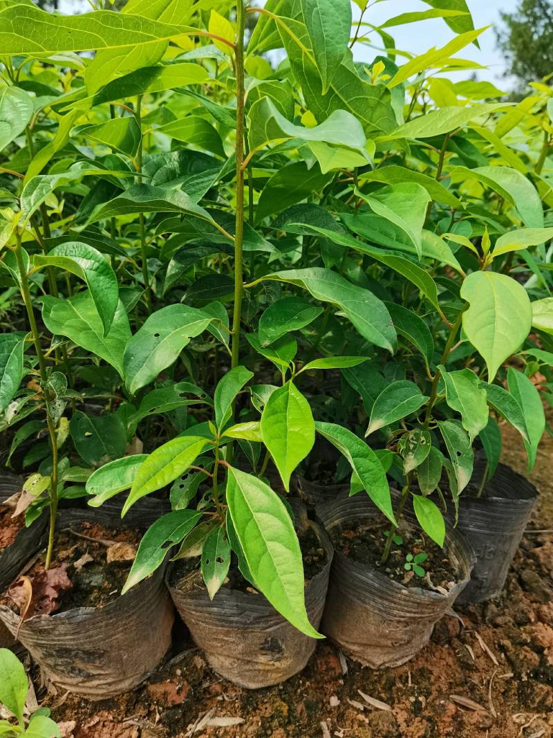 苗圃直供大叶樟杯苗大叶樟造林苗移栽樟树杯苗易成活批发供应