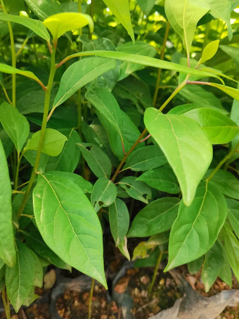 苗圃直供大叶樟杯苗大叶樟造林苗移栽樟树杯苗易成活批发供应