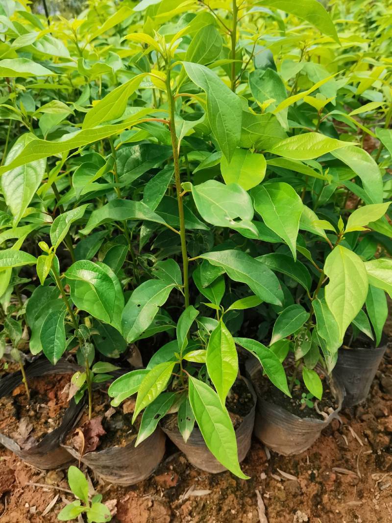 苗圃直供大叶樟杯苗大叶樟造林苗移栽樟树杯苗易成活批发供应