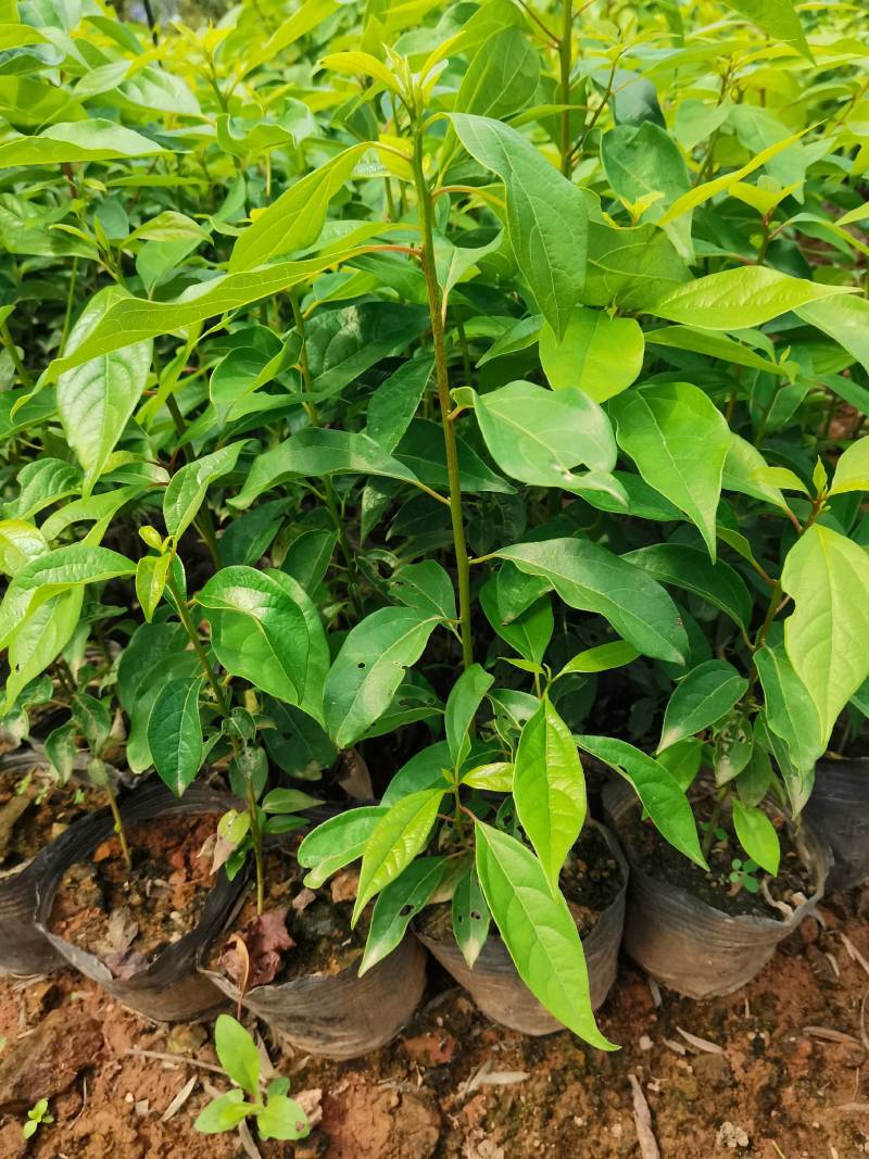 苗圃直供大叶樟杯苗大叶樟造林苗移栽樟树杯苗易成活批发供应