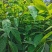 苗圃直供大叶樟杯苗大叶樟造林苗移栽樟树杯苗易成活批发供应