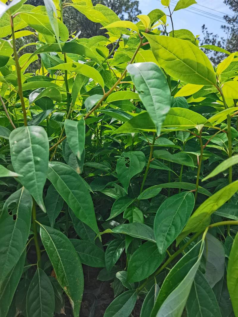 苗圃直供大叶樟杯苗大叶樟造林苗移栽樟树杯苗易成活批发供应