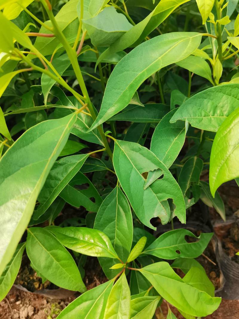 苗圃直供大叶樟杯苗大叶樟造林苗移栽樟树杯苗易成活批发供应