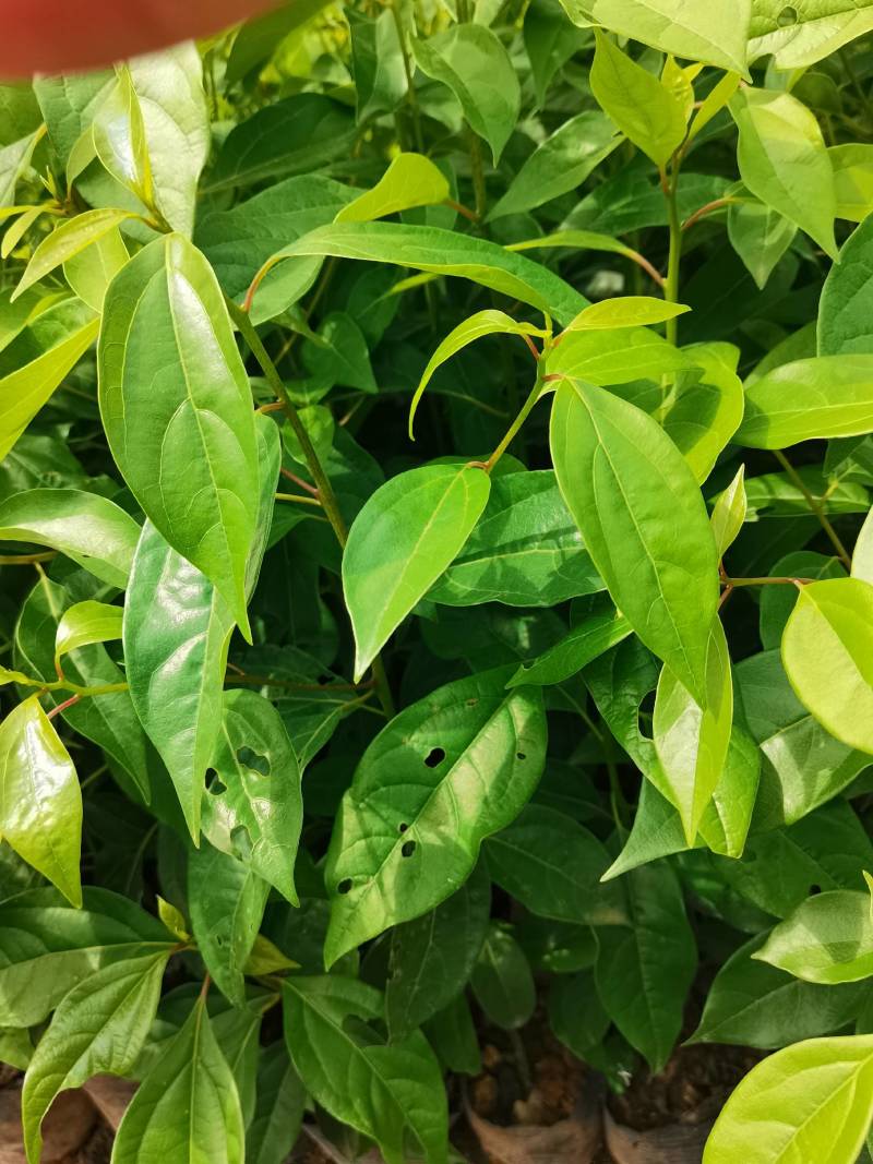苗圃直供大叶樟杯苗大叶樟造林苗移栽樟树杯苗易成活批发供应