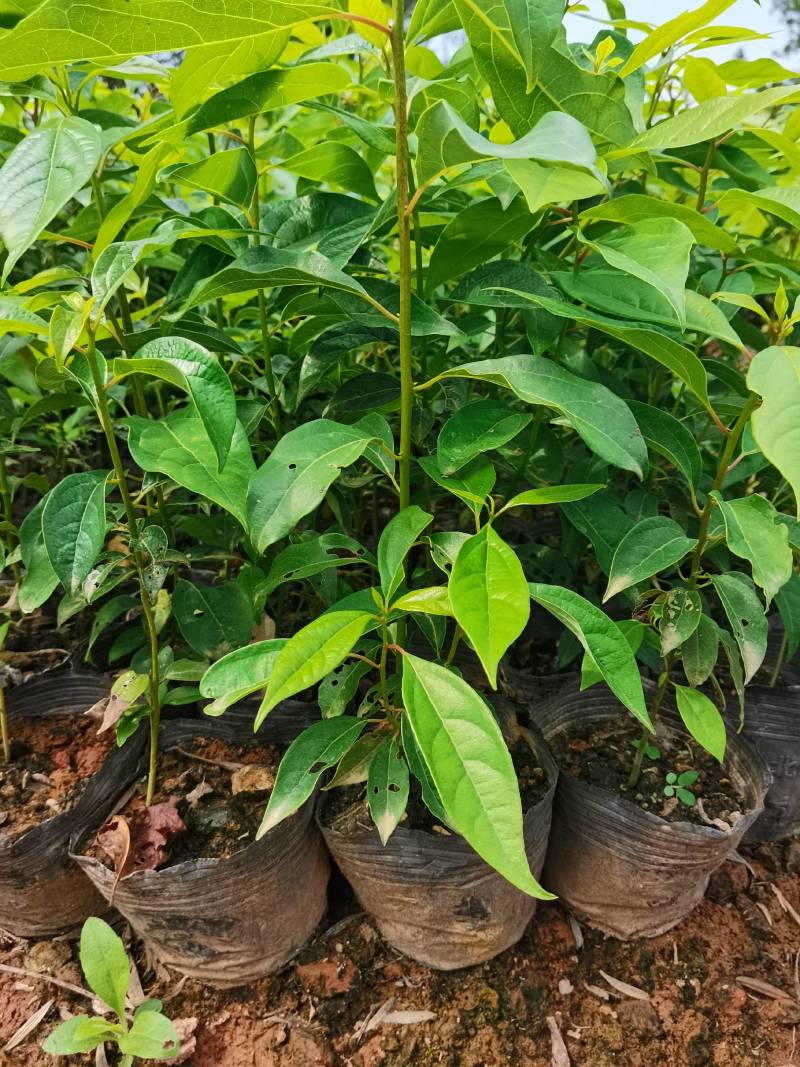 苗圃直供大叶樟杯苗大叶樟造林苗移栽樟树杯苗易成活批发供应