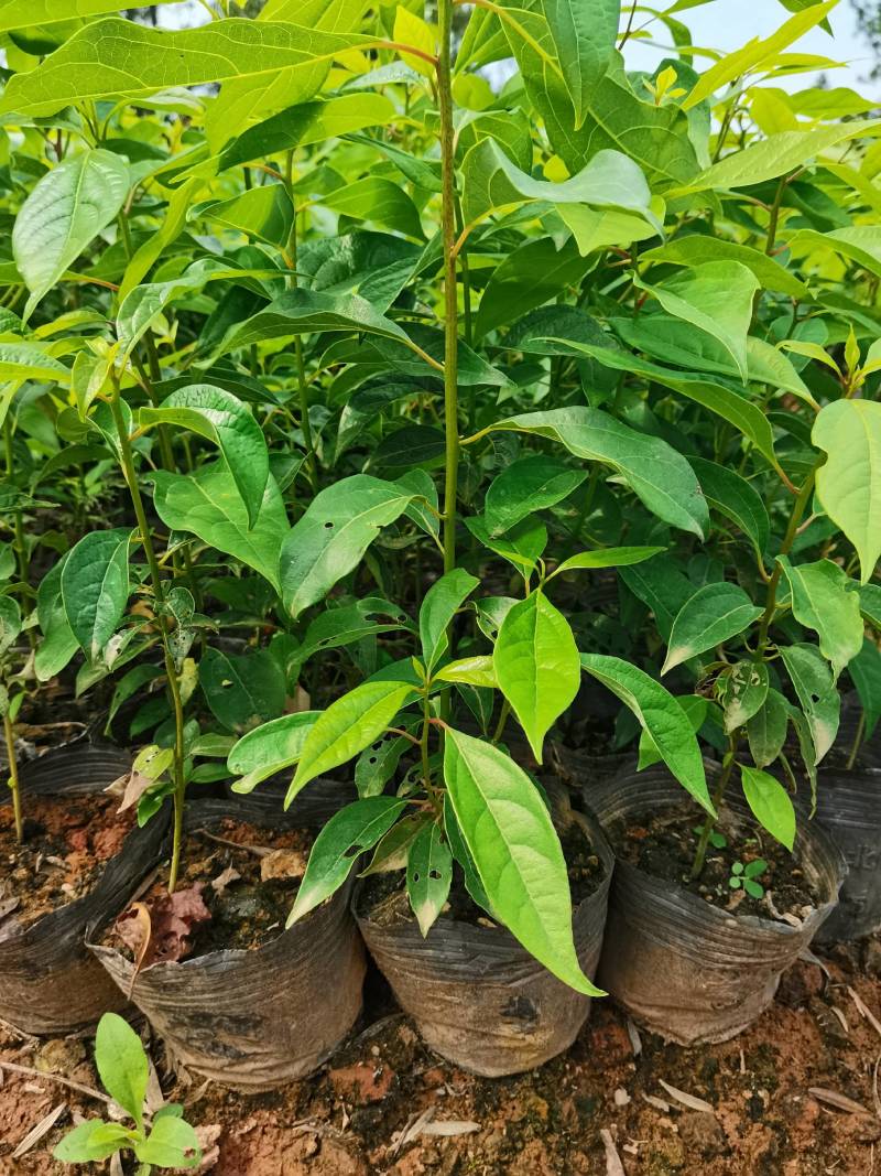 苗圃直供大叶樟杯苗大叶樟造林苗移栽樟树杯苗易成活批发供应