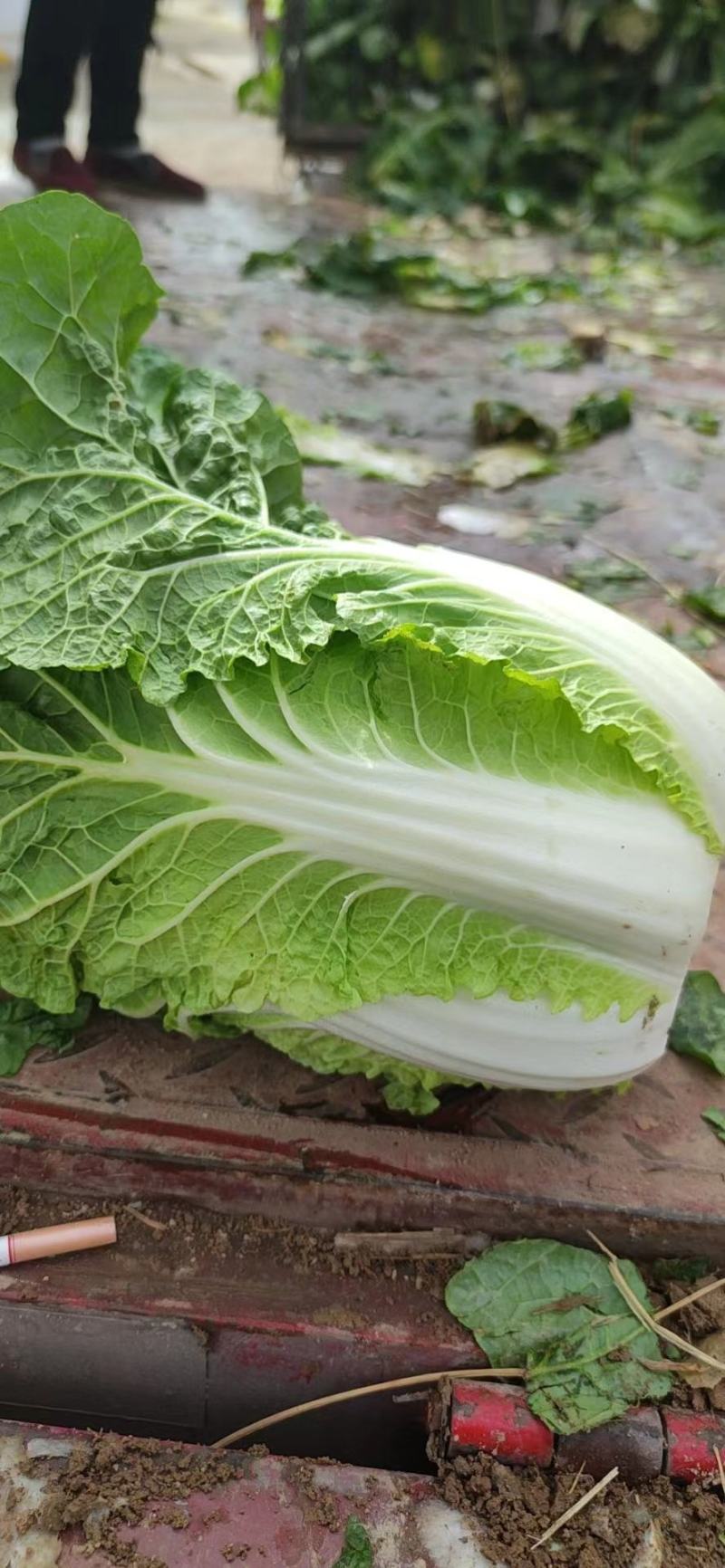 黄心白菜