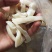 羊皮
