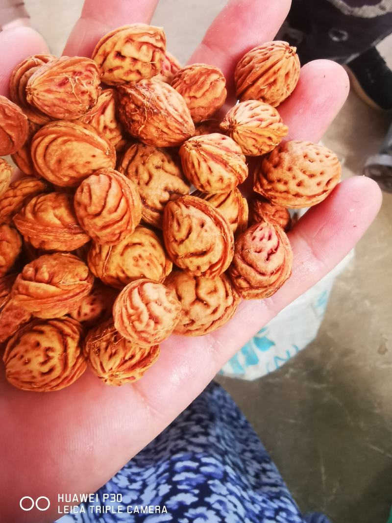 精品毛桃种子