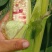 鲜玉米花糯玉米白糯万糯2000水果玉米太阳花