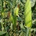 鲜玉米花糯玉米白糯万糯2000水果玉米太阳花