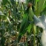 鲜玉米花糯玉米白糯万糯2000水果玉米太阳花