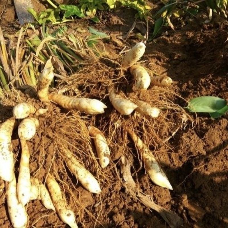 2022年广东网红新鲜竹薯冬粉薯东笋薯新挖打火锅煲汤