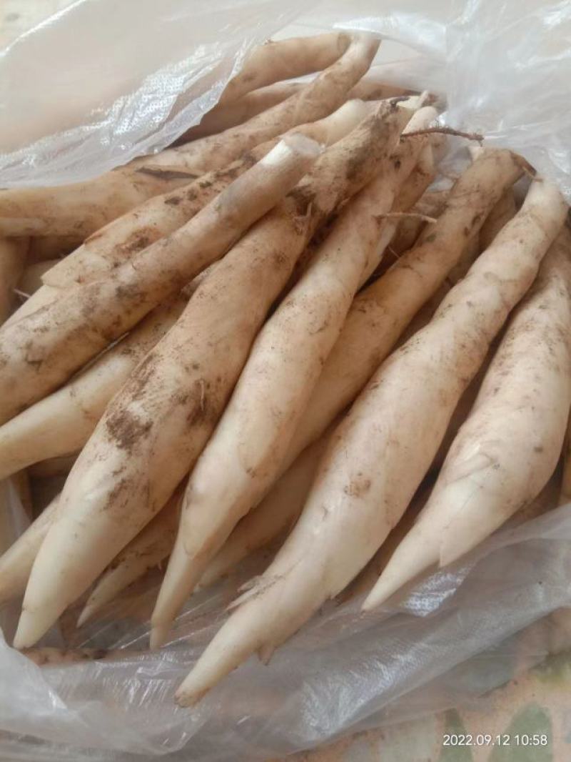 2022年广东网红新鲜竹薯冬粉薯东笋薯新挖打火锅煲汤