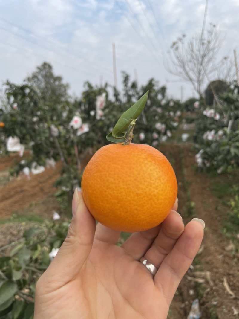 果冻橙/爱媛38/爱媛28/脐橙/九月红新鲜现摘产地直发