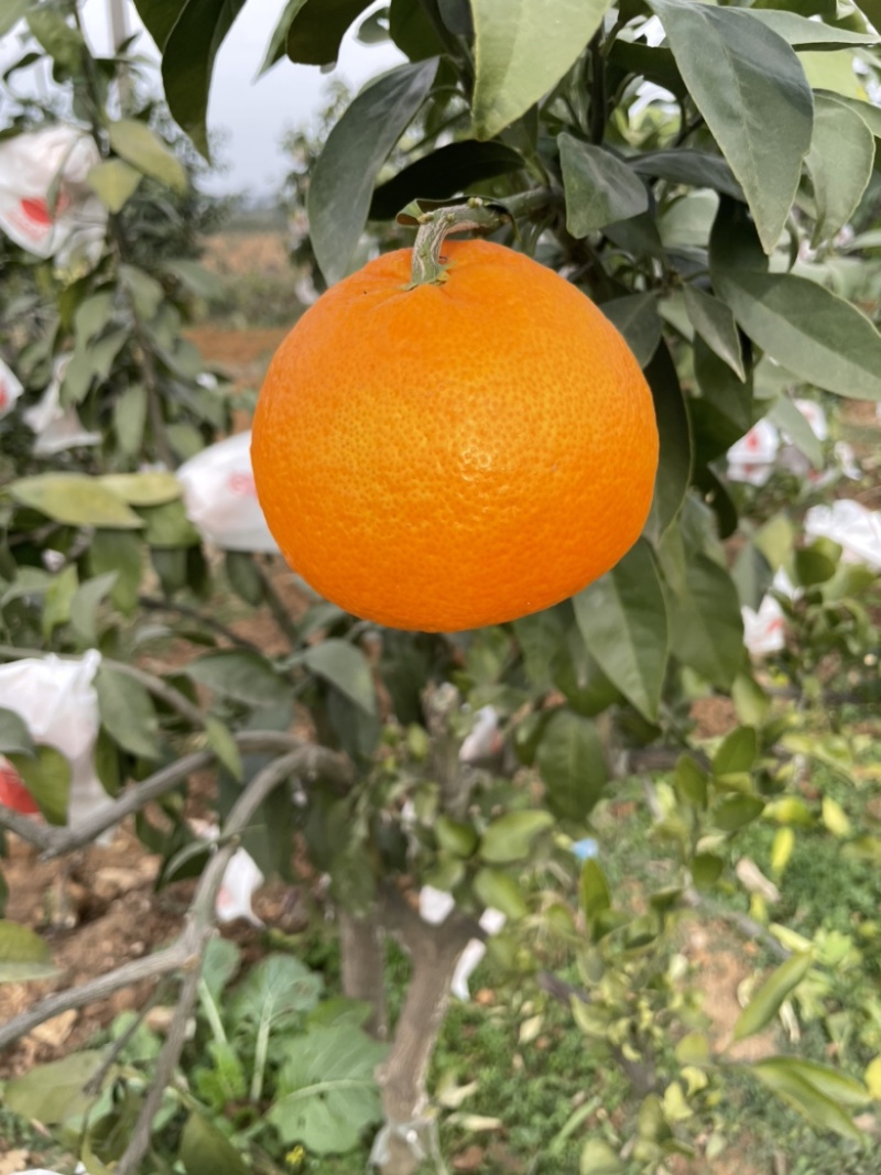 果冻橙/爱媛38/爱媛28/脐橙/九月红新鲜现摘产地直发