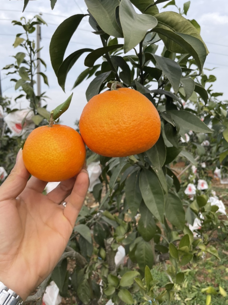 果冻橙/爱媛38/爱媛28/脐橙/九月红新鲜现摘产地直发