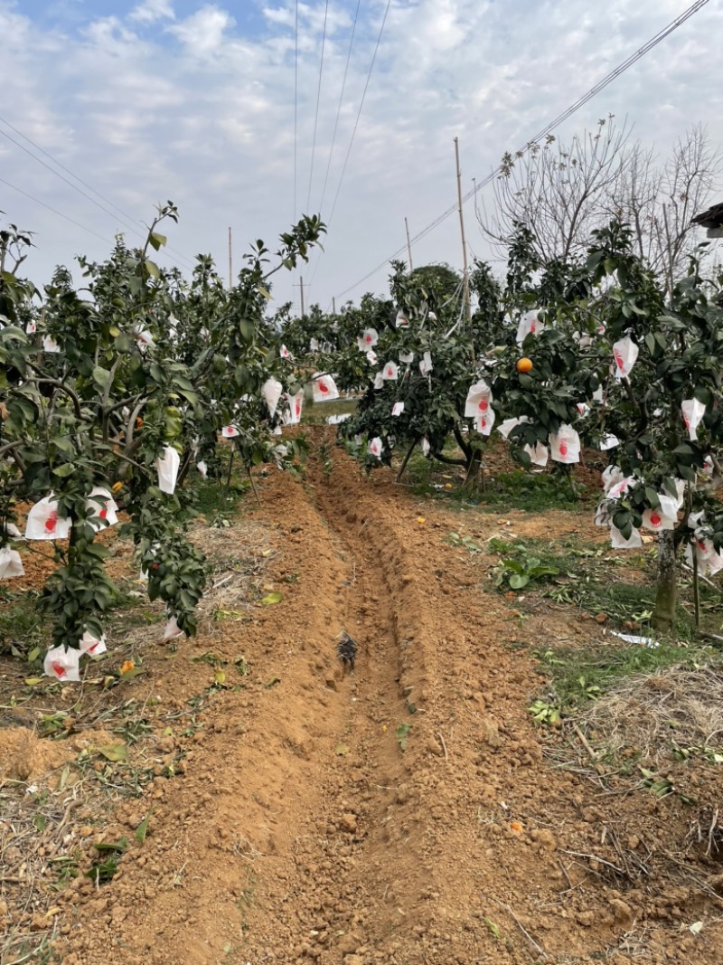 果冻橙/爱媛38/爱媛28/脐橙/九月红新鲜现摘产地直发