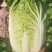 【白菜】矮颗黄心白菜大量供应品质保证全国发货