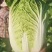 【白菜】矮颗黄心白菜大量供应品质保证全国发货
