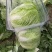 【白菜】矮颗黄心白菜大量供应品质保证全国发货