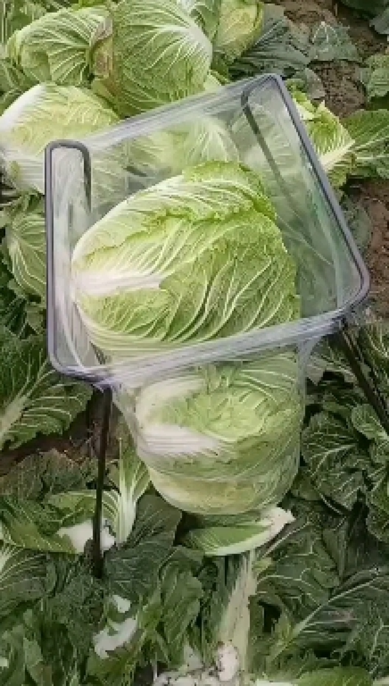 【白菜】矮颗黄心白菜大量供应品质保证全国发货