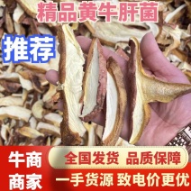 野生精品黄牛肝（见手青）产地发货全国发货可视频看货