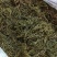 云南景迈山野生螃蟹脚茶饮保健饮料