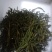 云南景迈山野生螃蟹脚茶饮保健饮料