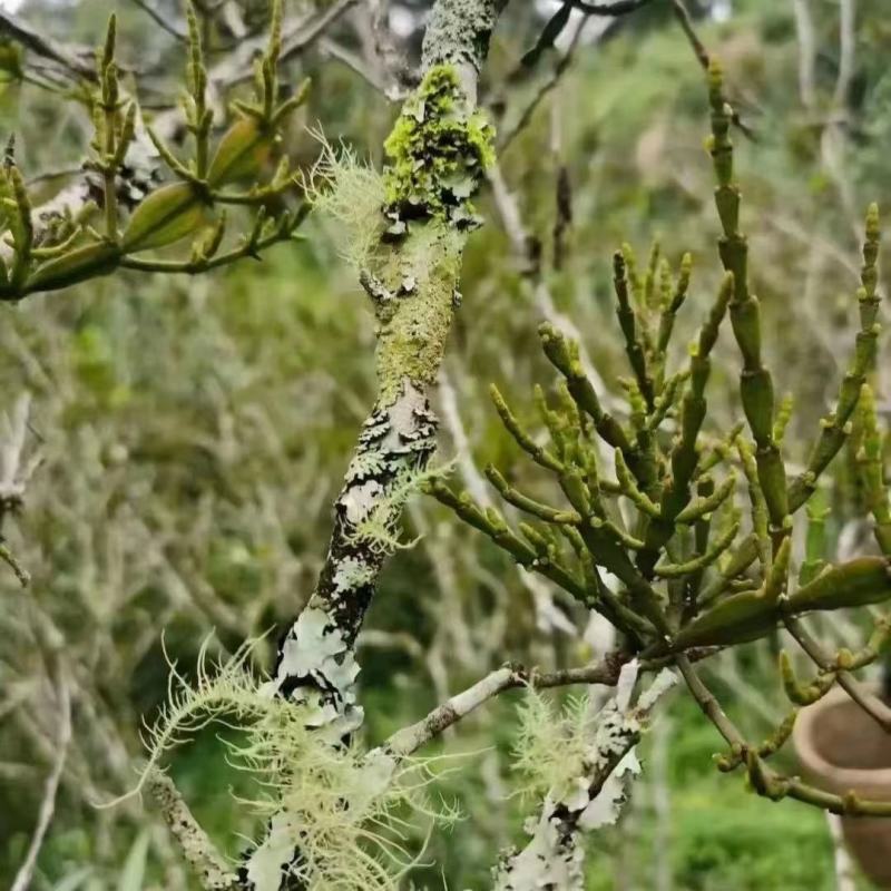 云南景迈山野生螃蟹脚茶饮保健饮料