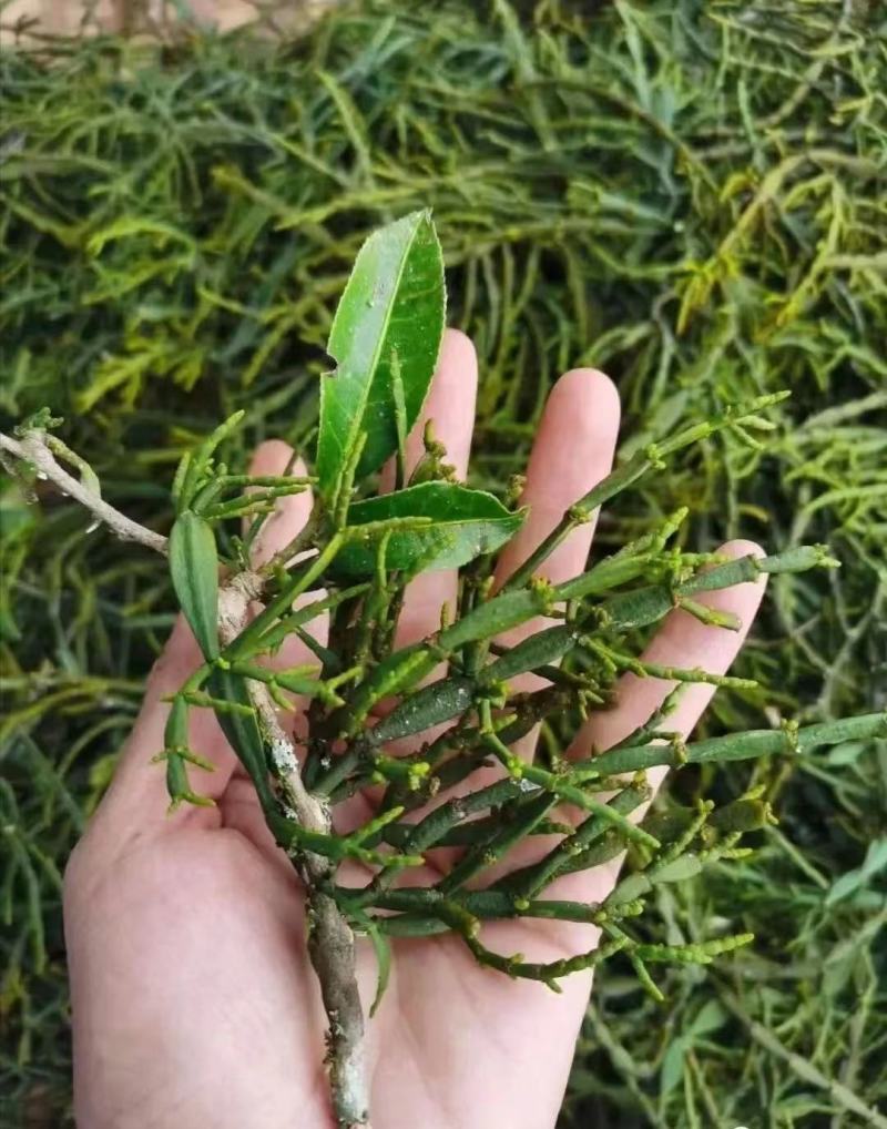 云南景迈山野生螃蟹脚茶饮保健饮料