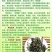 云南景迈山野生螃蟹脚茶饮保健饮料