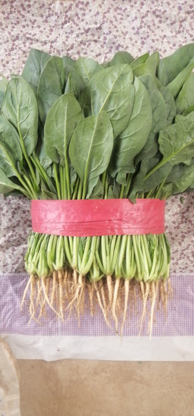 【推荐】优选大叶菠菜25~30厘米各种蔬菜代办代发量大
