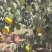 雪花梨自家果园开始采摘，口感脆甜多汁颜色漂亮！欢迎实地