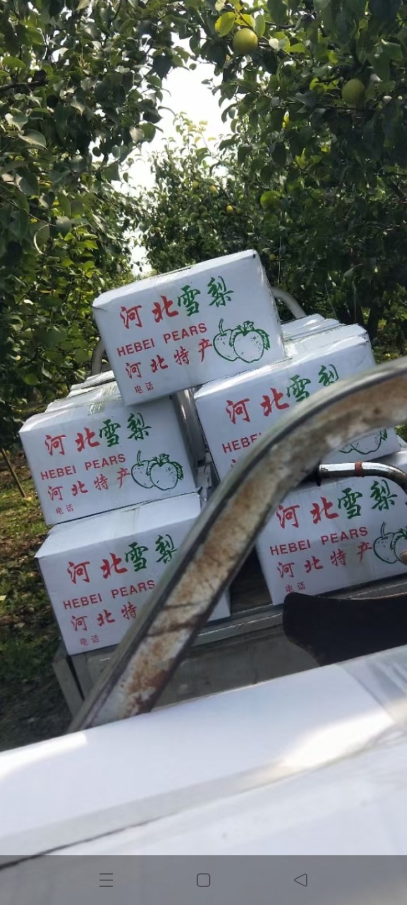 雪花梨自家果园开始采摘，口感脆甜多汁颜色漂亮！欢迎实地