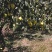 雪花梨自家果园开始采摘，口感脆甜多汁颜色漂亮！欢迎实地