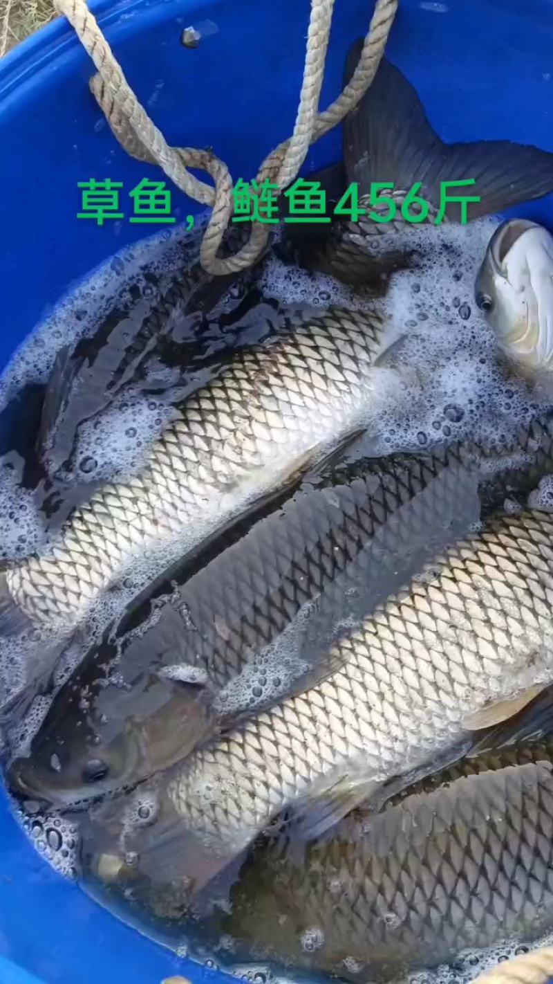 湘潭区鲢鱼，1～3斤，支持渔车送货，成活率高，质量保证