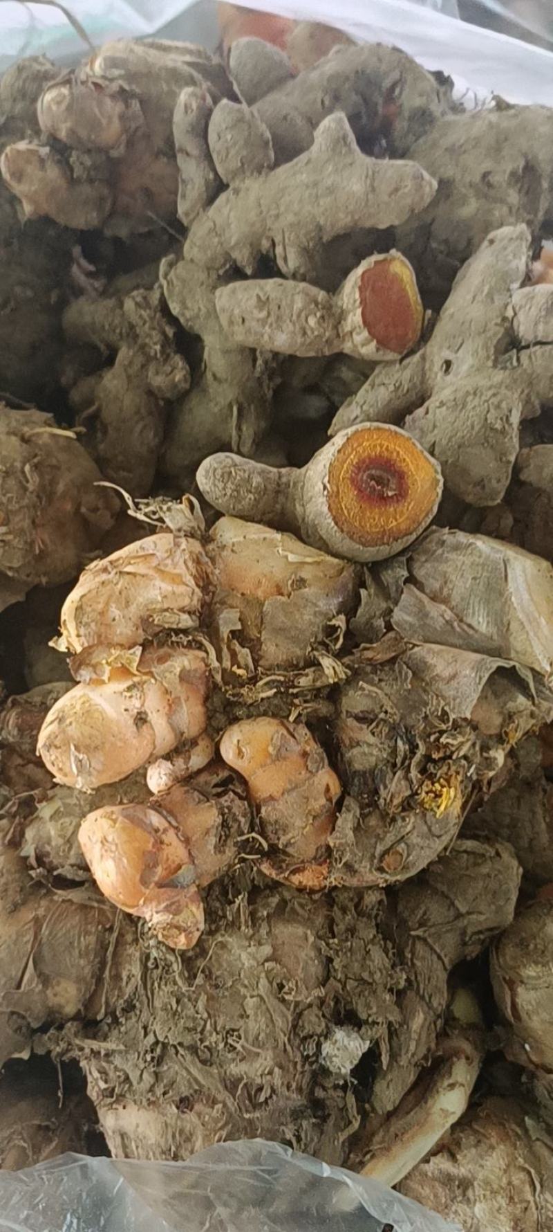 新鲜黄姜姜黄增色染色糯米饭咖喱饭月子姜纯植物染料