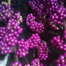 紫珠苗【紫珠是专结珠子的灌木小树种】可以做盘景欣赏。