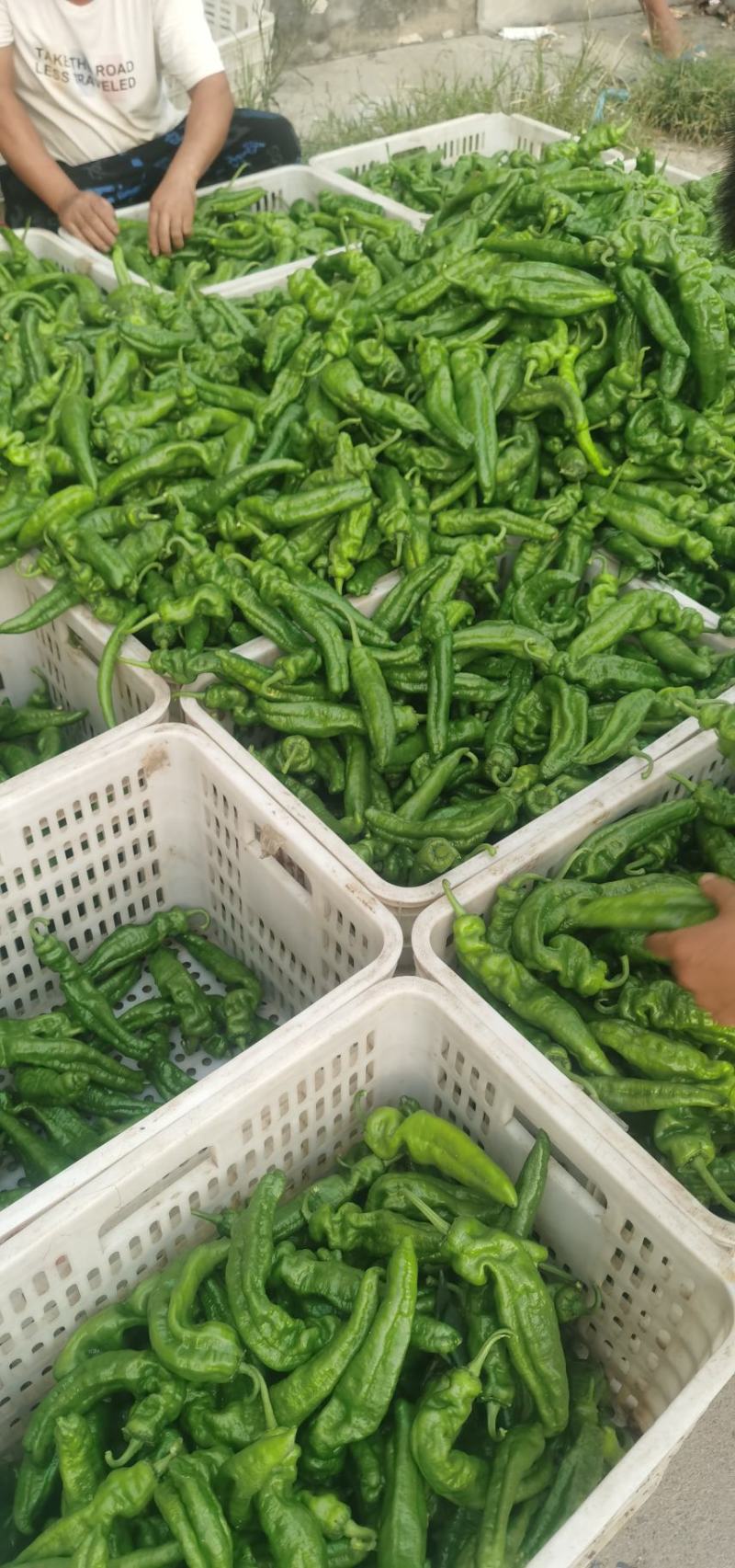 河南沈丘千亩大棚种植基地，有黄皮椒，301.线椒，等