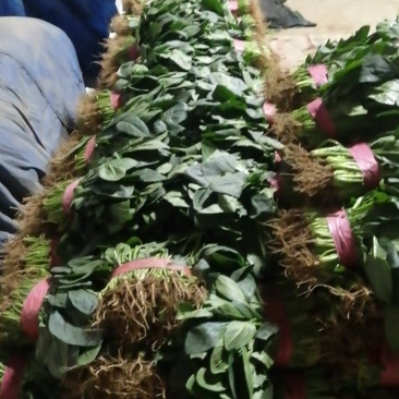 【推荐】优选大叶菠菜25~30厘米各种蔬菜代办代发量大