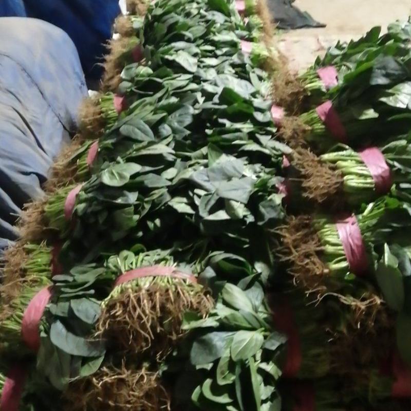 【推荐】优选大叶菠菜25~30厘米各种蔬菜代办代发量大