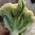 【实力推荐】有机花大量上市中，精品小米花一手货源，全国发货