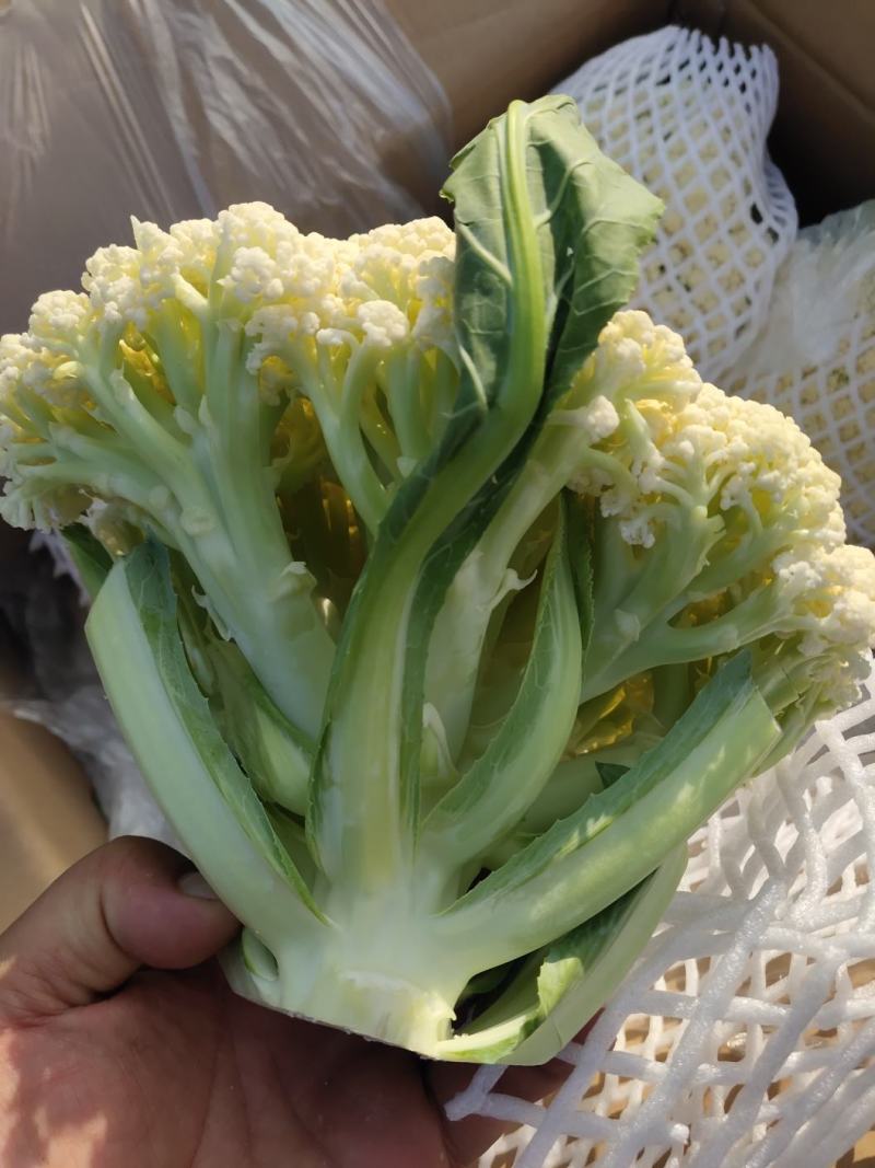 【实力推荐】有机花大量上市中，精品小米花一手货源，全国发货